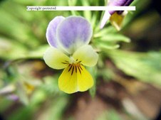 Enlarge photo 45