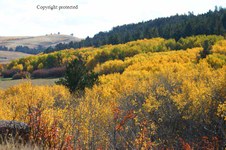 Enlarge photo 95