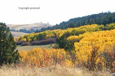 Enlarge photo 97