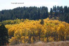 Enlarge photo 98