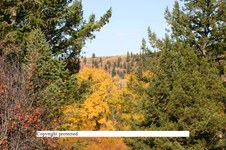 Enlarge photo 99