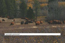 Enlarge photo 120