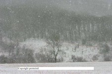 Enlarge photo 129