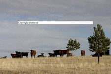 Enlarge photo 148