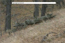 Enlarge photo 114