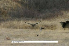 Enlarge photo 121