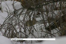 Enlarge photo 137