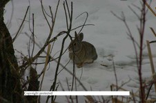 Enlarge photo 138