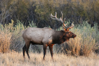 Elk rut at Slippery Ann in Montana