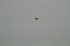 Enlarge photo 224