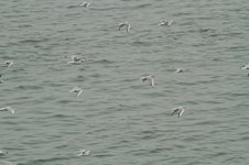 Enlarge photo 225