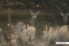 Enlarge photo 63