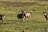 Enlarge photo 76
