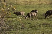 Enlarge photo 78