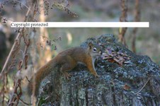 Enlarge photo 103