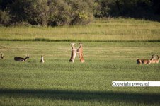 Enlarge photo 41