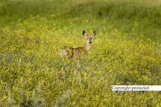 Enlarge photo 39