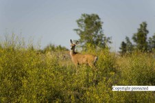 Enlarge photo 40