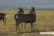 Enlarge photo 33