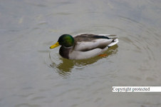 Enlarge photo 57