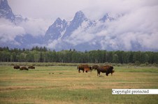 Enlarge photo 63