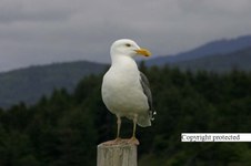 Enlarge photo 66
