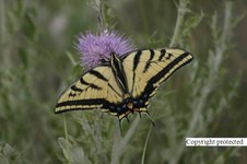 Enlarge photo 77