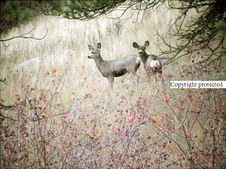 Enlarge photo 54