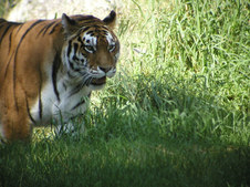 Enlarge photo 25