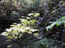 Enlarge photo 37