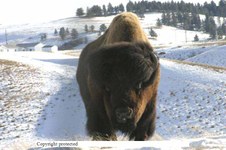 Enlarge photo 37