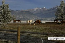 Different Scenic - Copyrighted
