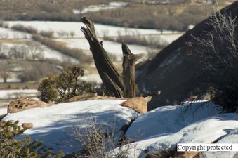 Enlarge photo 271