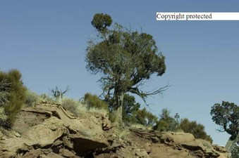 Enlarge photo 269