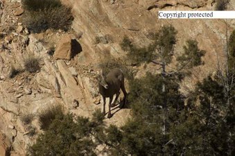 Enlarge photo 261