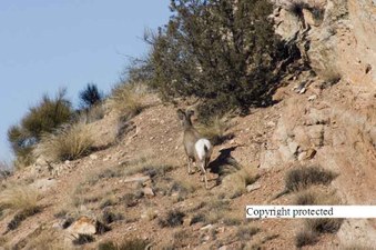 Enlarge photo 259
