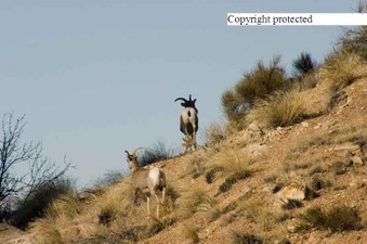 Enlarge photo 258