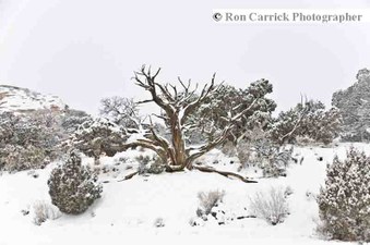 Enlarge photo 143