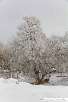 Enlarge photo 76