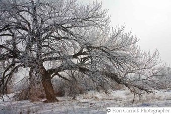 Enlarge photo 84