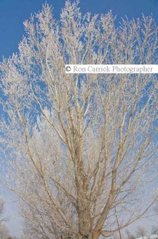 Enlarge photo 90