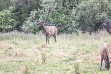 Enlarge photo 16