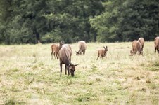 Enlarge photo 37