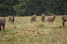 Enlarge photo 39