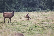 Enlarge photo 40