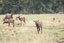 Enlarge photo 46