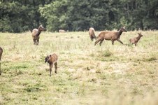 Enlarge photo 52