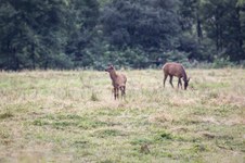 Enlarge photo 58