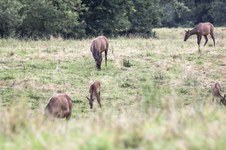 Enlarge photo 59