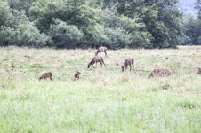 Enlarge photo 62